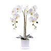 Livilan Silk Butterfly Orchid