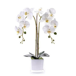 Livilan Silk Butterfly Orchid
