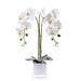 Livilan Silk Butterfly Orchid