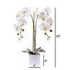 Livilan Silk Butterfly Orchid